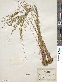 Image of Juncus anthelatus