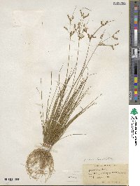 Juncus anthelatus image