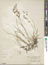 Juncus macrandrus image