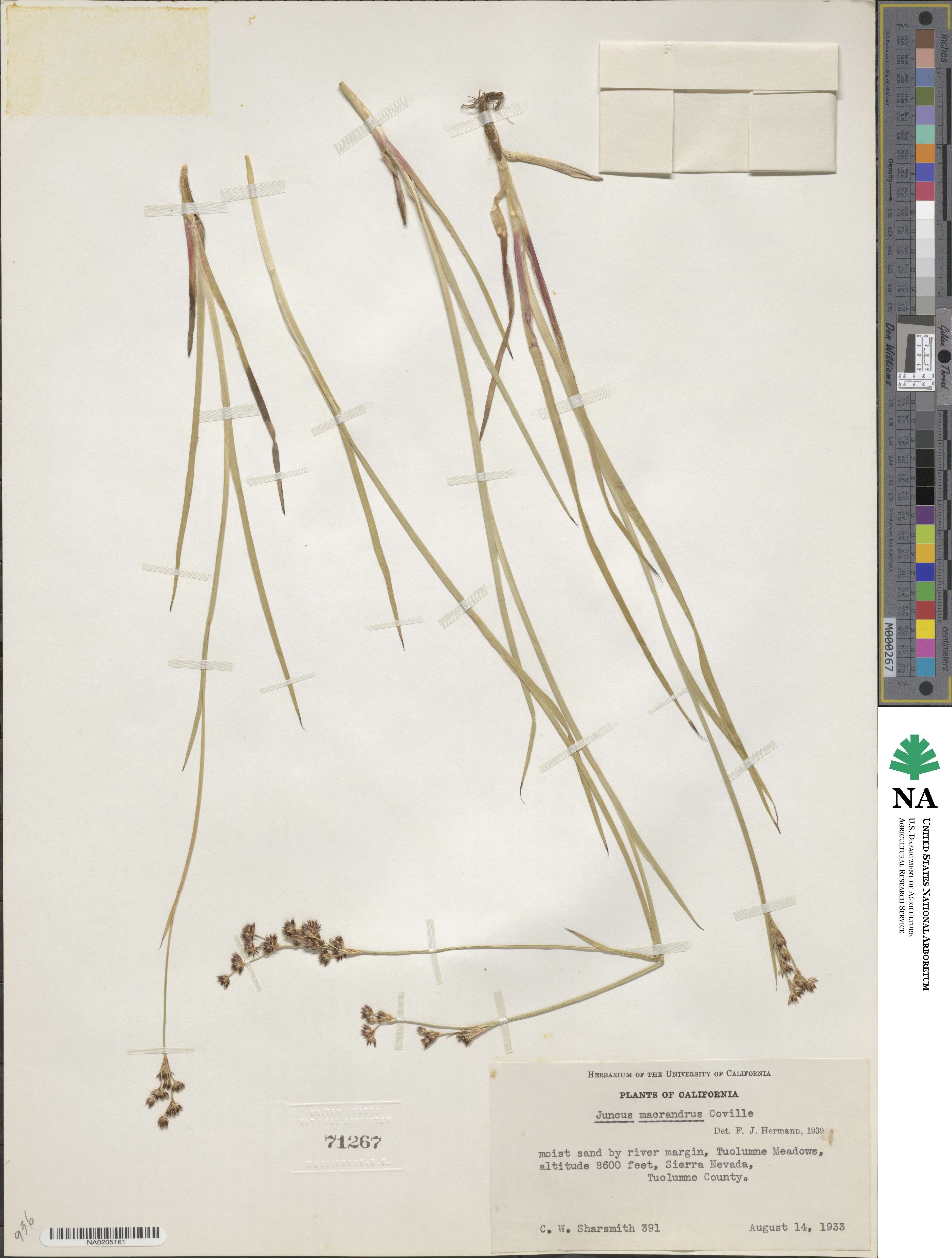 Juncus macrandrus image