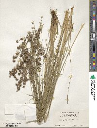 Juncus macrophyllus image