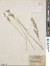 Juncus macrophyllus image