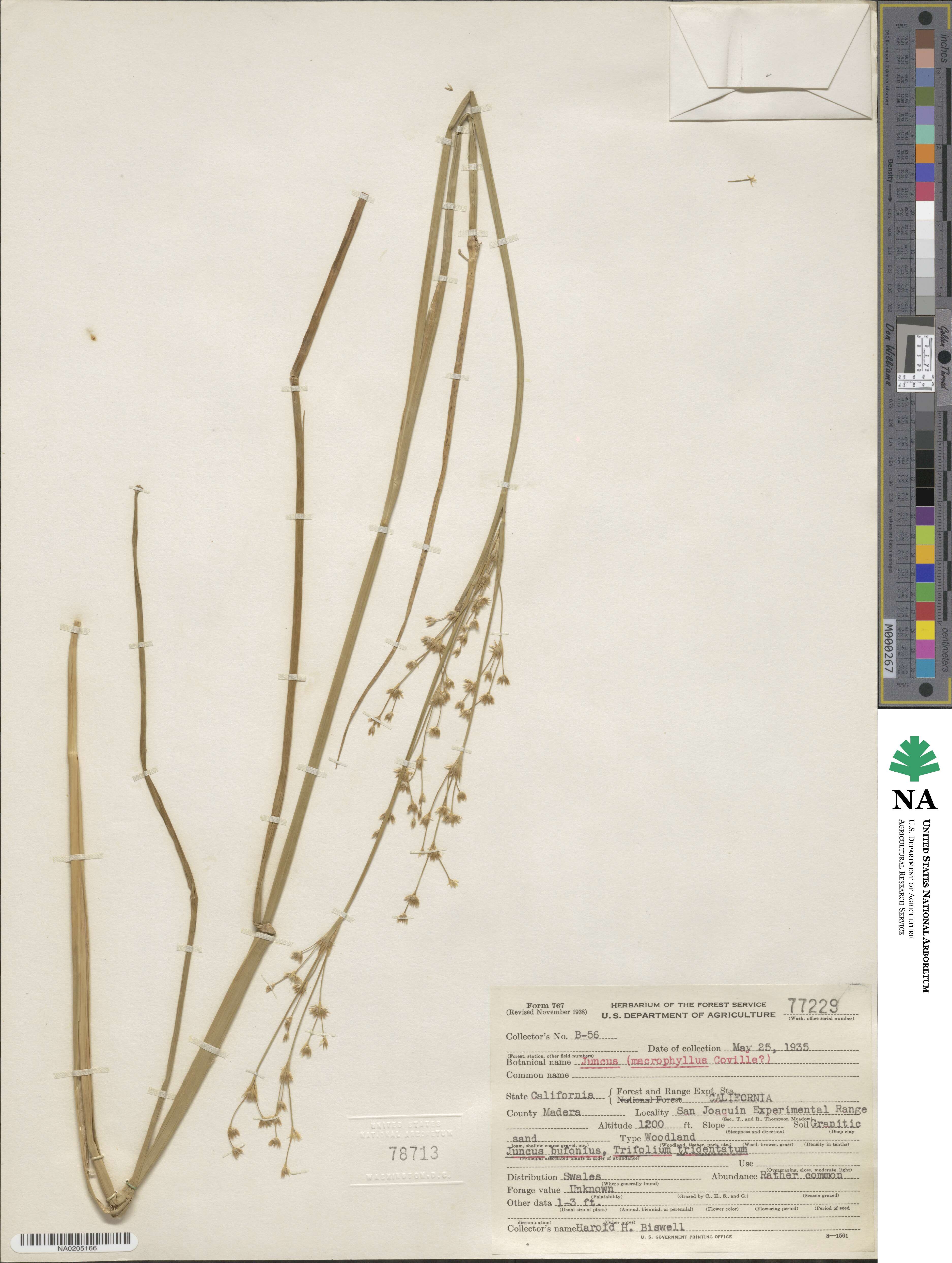 Juncus macrophyllus image