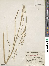 Juncus macrophyllus image