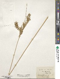 Juncus maritimus image