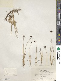 Juncus mertensianus image