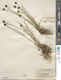 Juncus mertensianus image