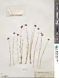 Juncus mertensianus image