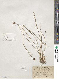 Juncus mertensianus image