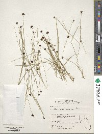 Juncus mertensianus image