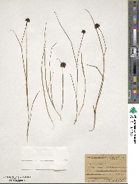 Juncus mertensianus image