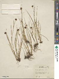 Juncus mertensianus image