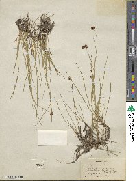 Juncus mertensianus image