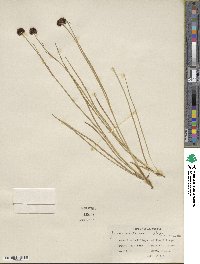 Juncus mertensianus image