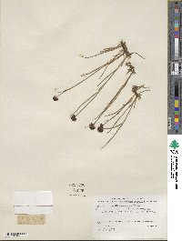 Juncus mertensianus image