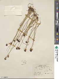 Juncus mertensianus image