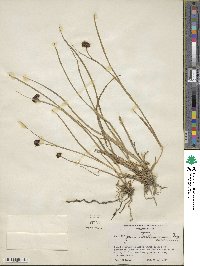 Juncus mertensianus image