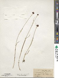 Juncus mertensianus image