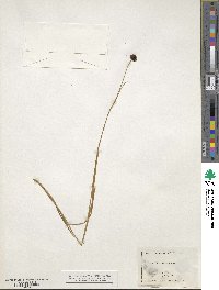 Juncus mertensianus image