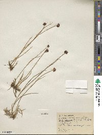 Juncus mertensianus image