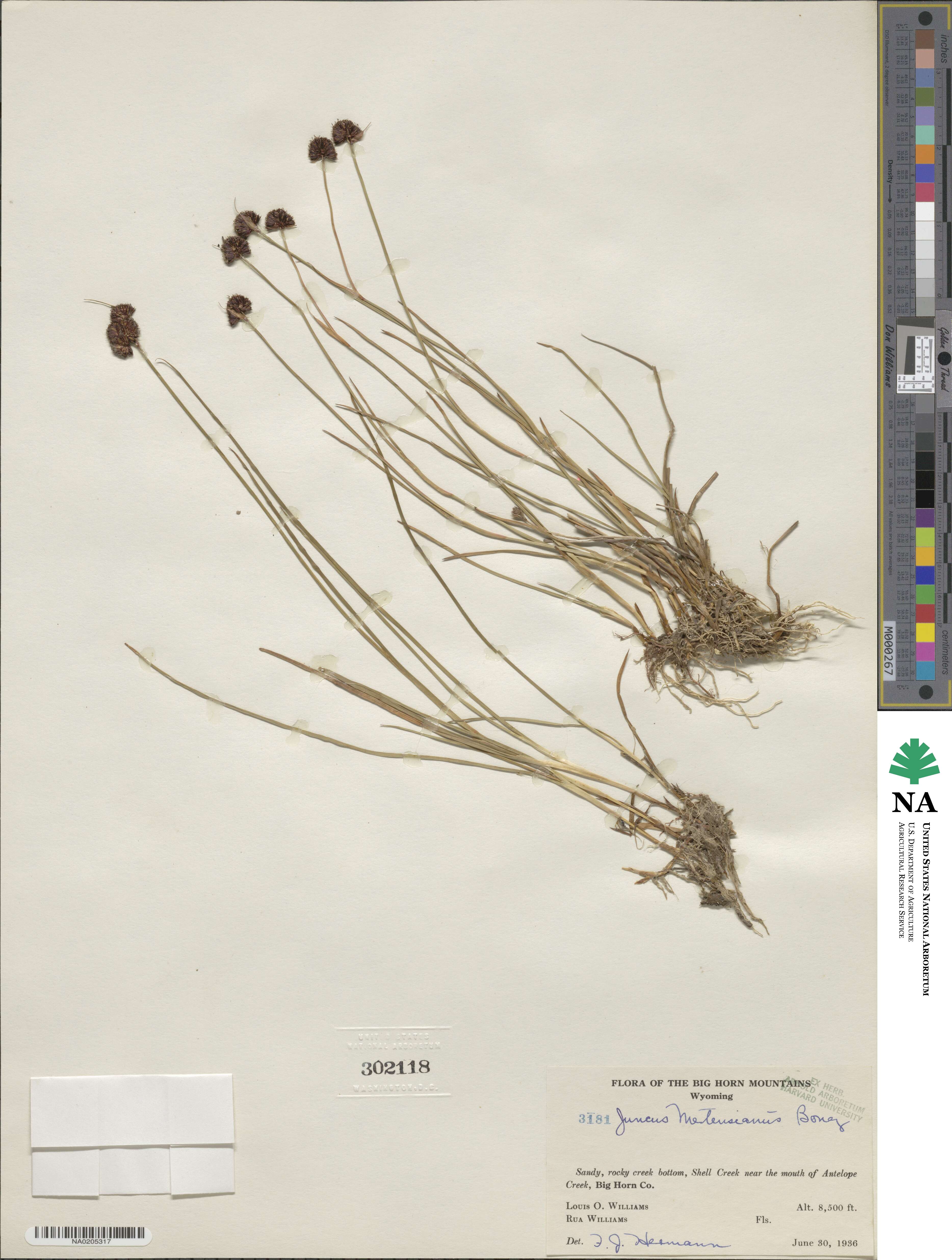 Juncus mertensianus image