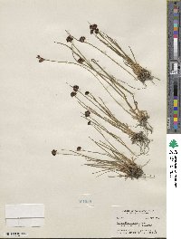 Juncus mertensianus image