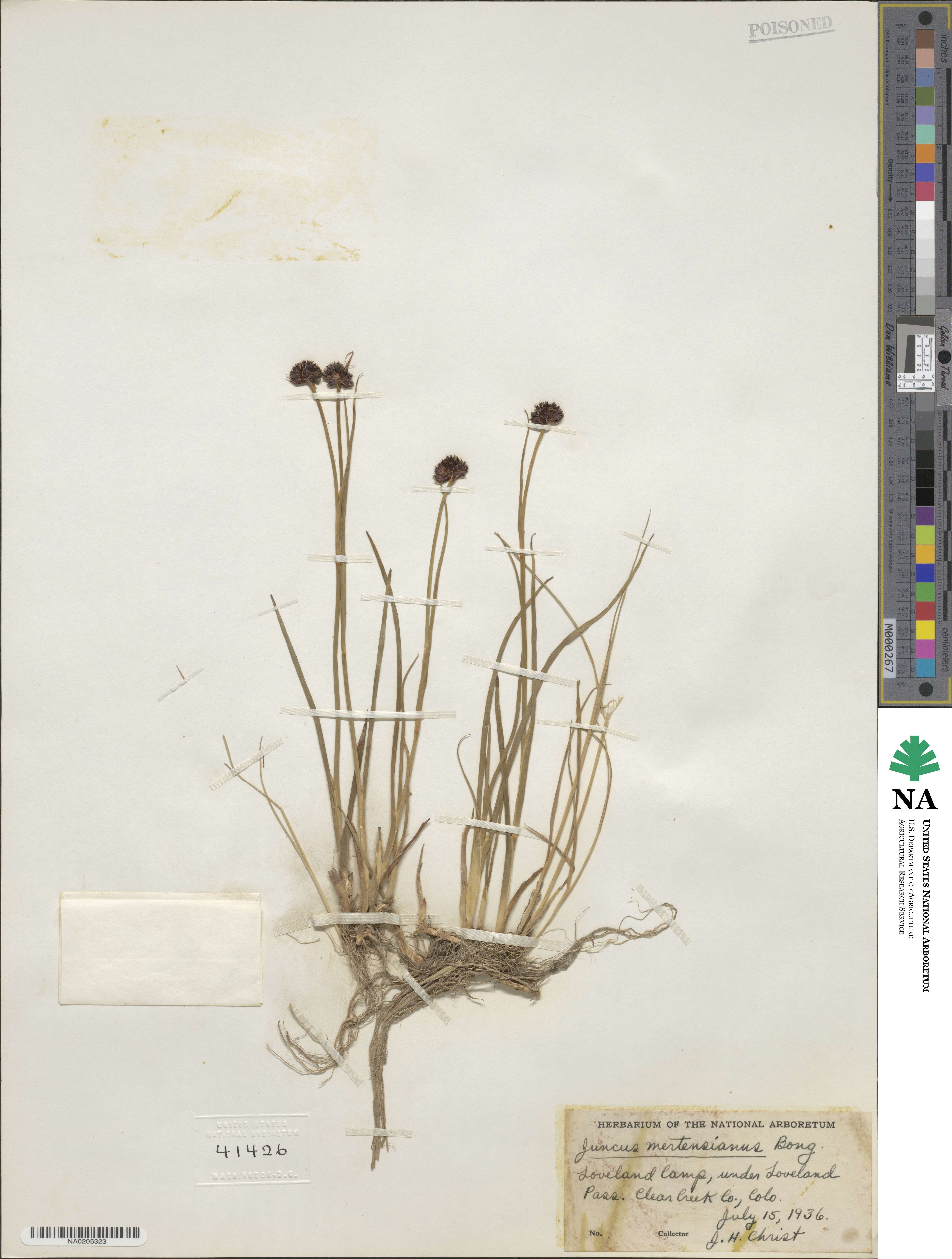 Juncus mertensianus image