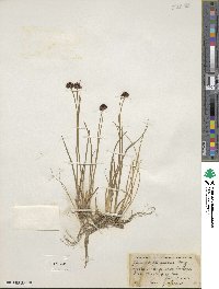 Juncus mertensianus image