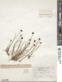 Juncus mertensianus image