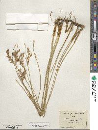 Juncus balticus image