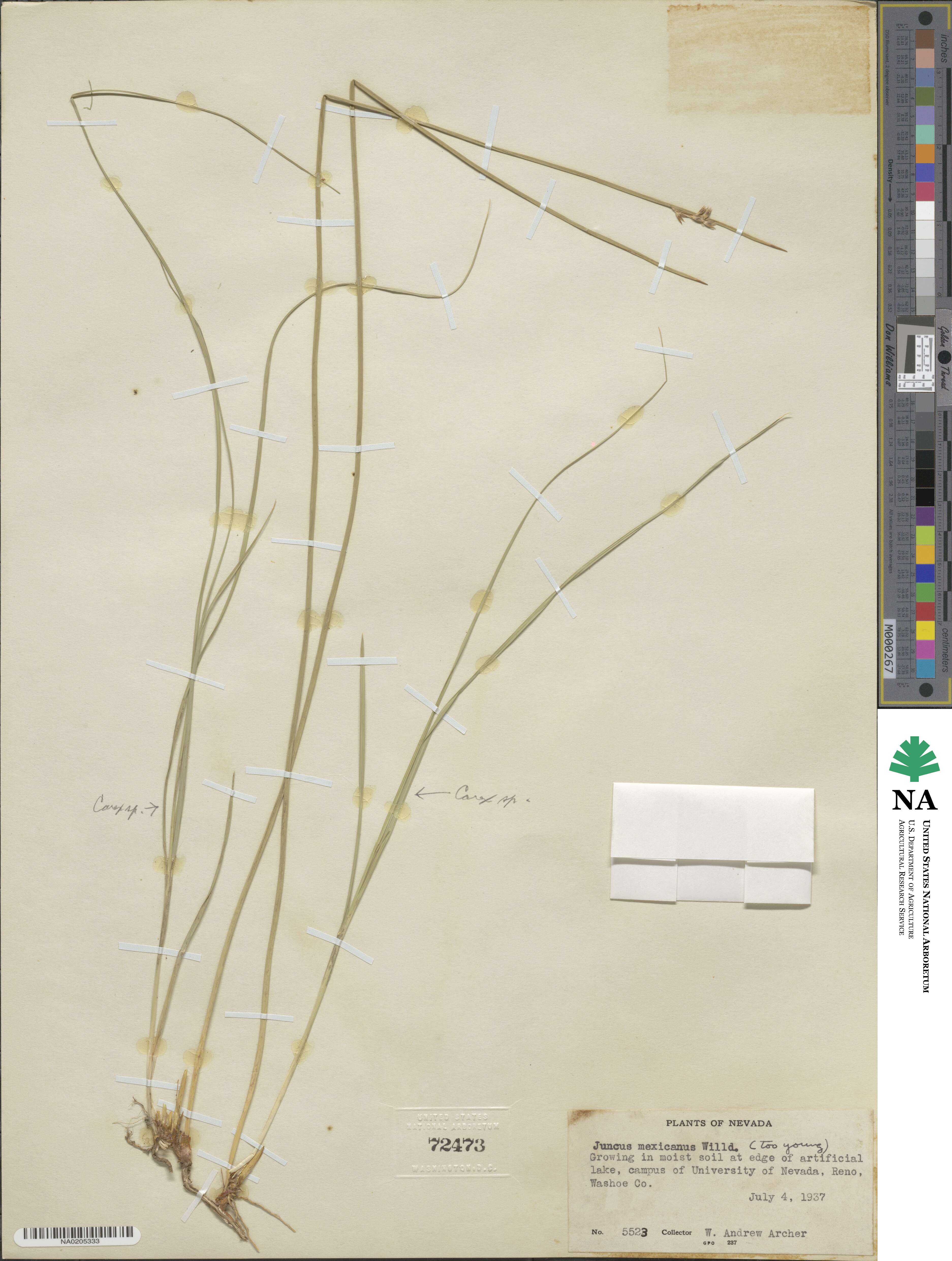 Juncus balticus subsp. mexicanus image