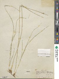 Juncus balticus subsp. mexicanus image