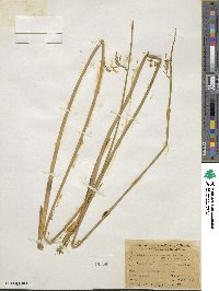 Juncus balticus subsp. mexicanus image