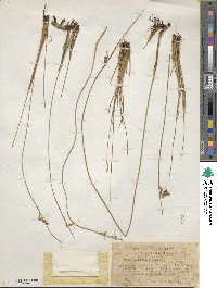 Juncus balticus subsp. mexicanus image