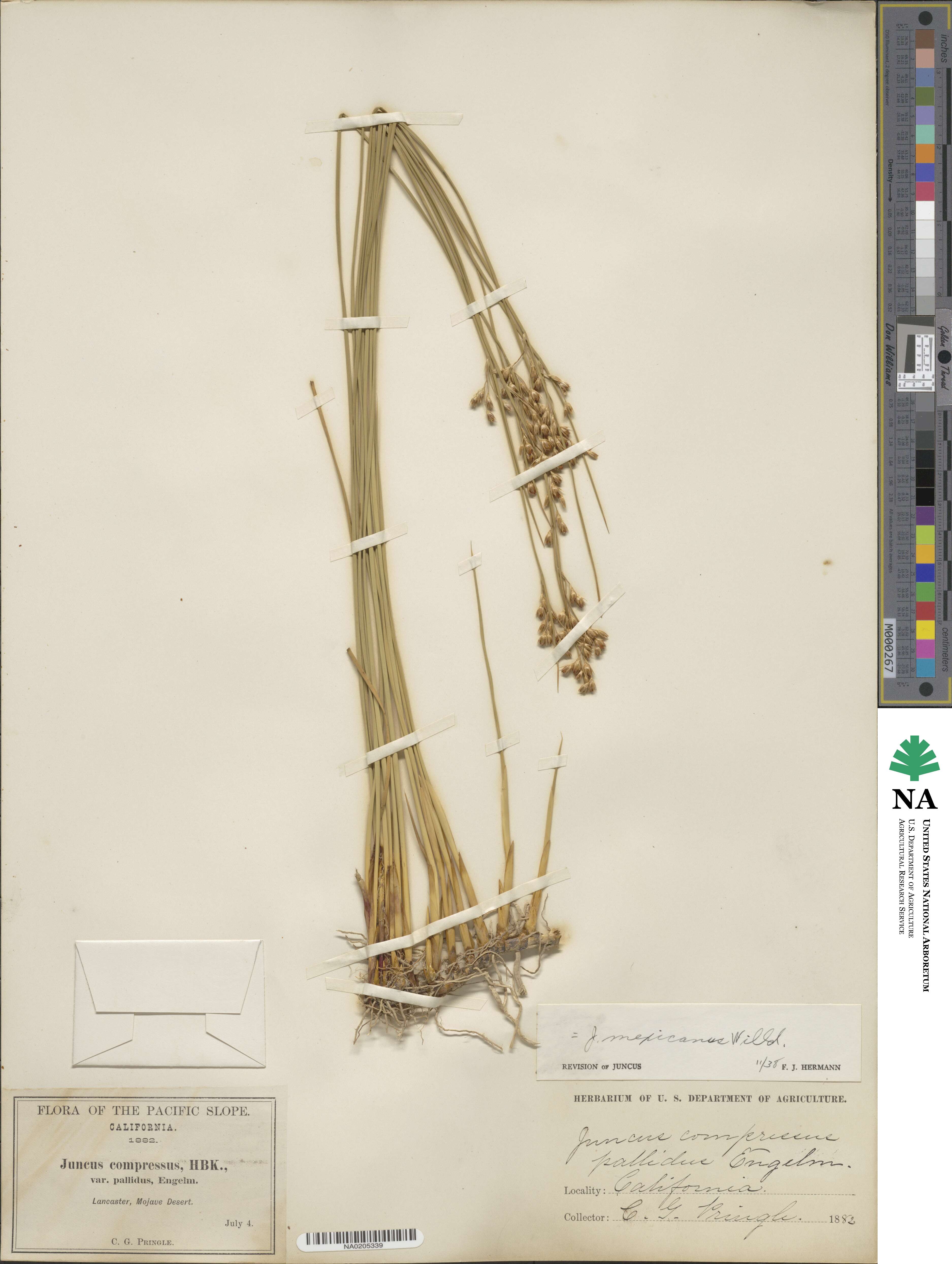 Juncus balticus subsp. mexicanus image