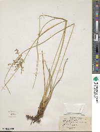 Juncus balticus subsp. mexicanus image