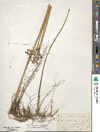 Juncus militaris image