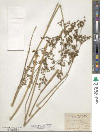 Juncus militaris image