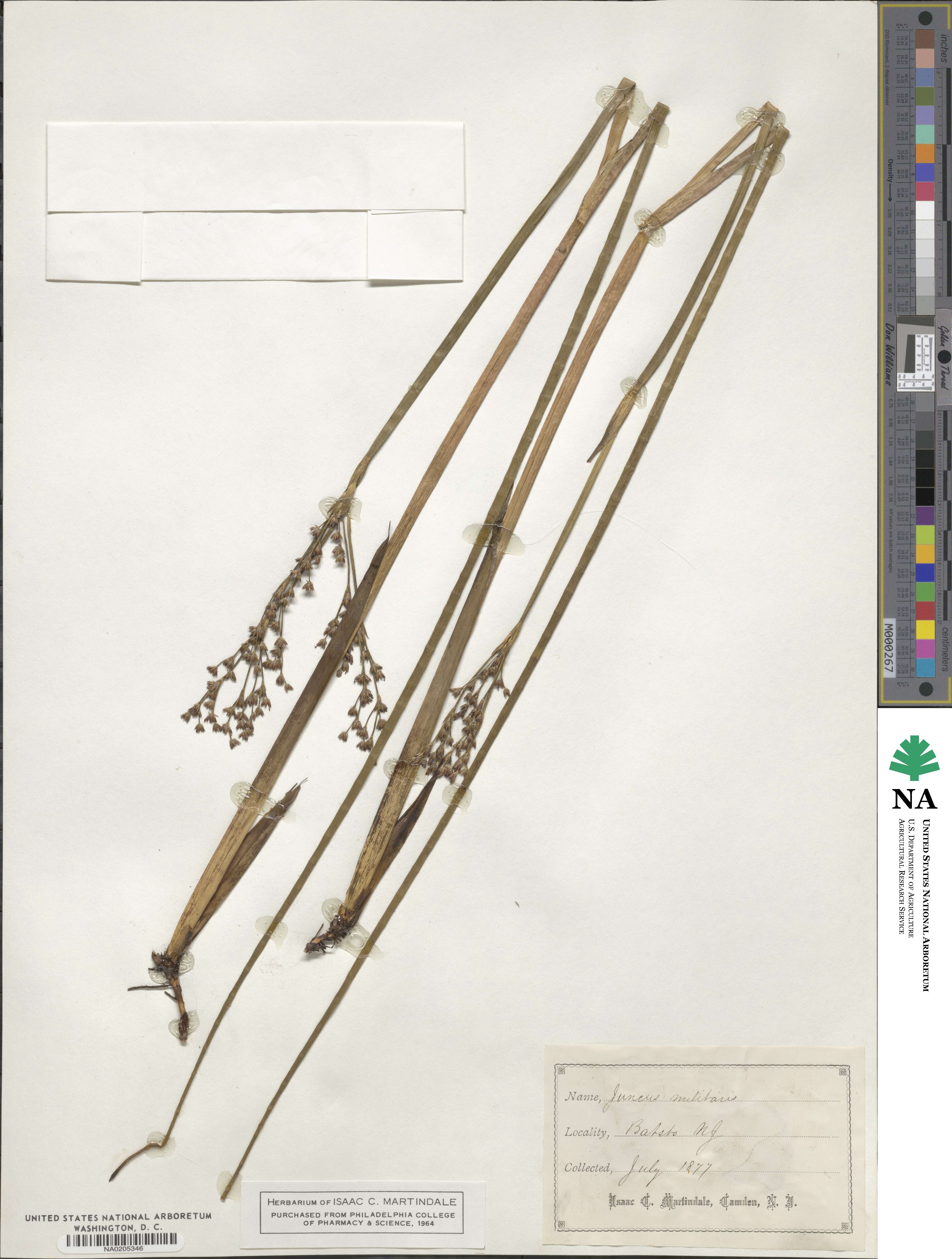 Juncus militaris image