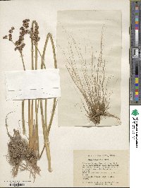 Juncus militaris image