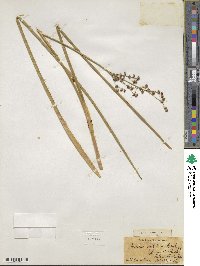 Juncus militaris image