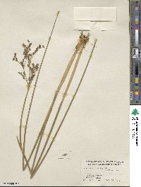 Juncus militaris image