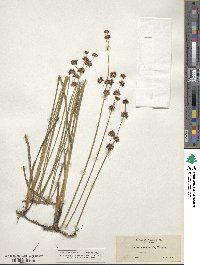 Juncus nevadensis image