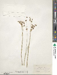 Juncus nevadensis image