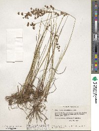 Juncus nevadensis image