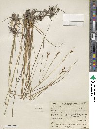 Juncus nevadensis image