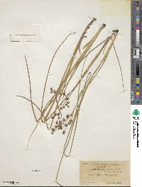 Juncus nevadensis image