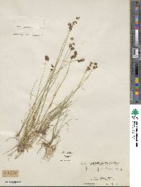 Juncus nevadensis image