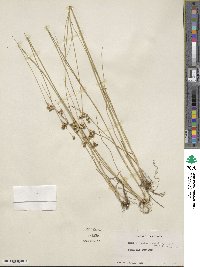 Juncus nevadensis image