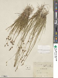 Juncus nevadensis image